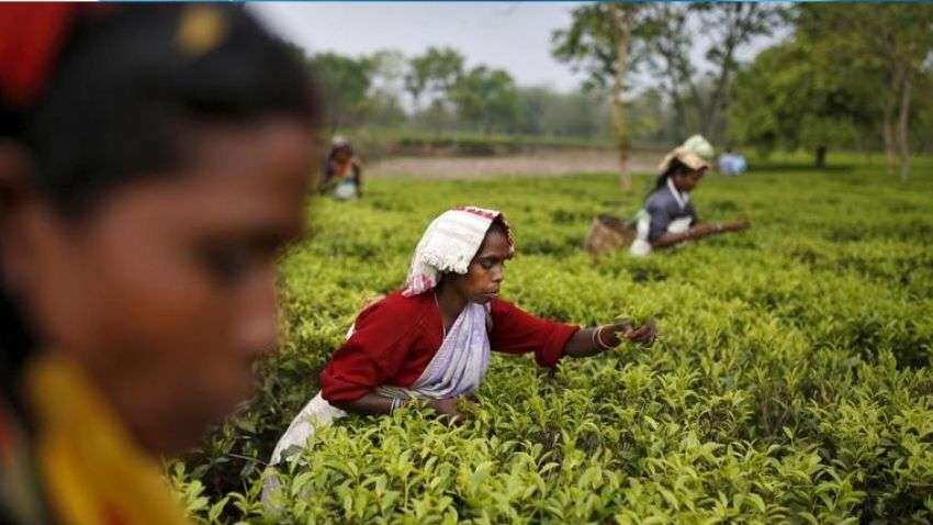 Govt strict on sub-standard teas are not imported and distributed in India Govt strict on sub-standard teas are not imported and distributed in India