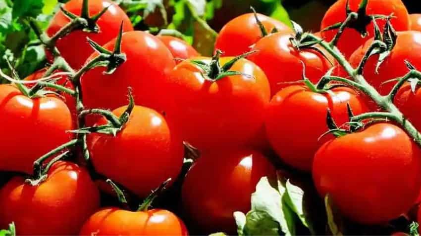 Tomato prices to remain elevated for two more months: Crisil Research Tomato prices to remain elevated for two more months: Crisil Research