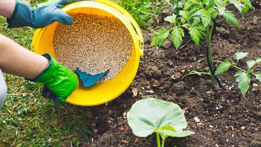 Budget 2022: Fertiliser stocks on roll as government mulls to increase Rs 1.4 lakh crore subsidy; scrips gain up to 15% Budget 2022: Fertiliser stocks on roll as government mulls to increase Rs 1.4 lakh crore subsidy; scrips gain up to 15%