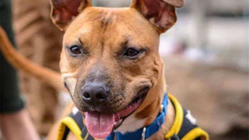 &#039;Killer&#039; dog Pitbull&#039;s behaviour normal, might find a new owner 