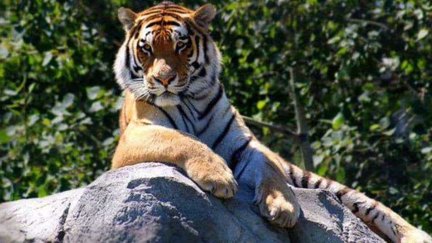 The Royal Bengal Tiger streaming: where to watch online?