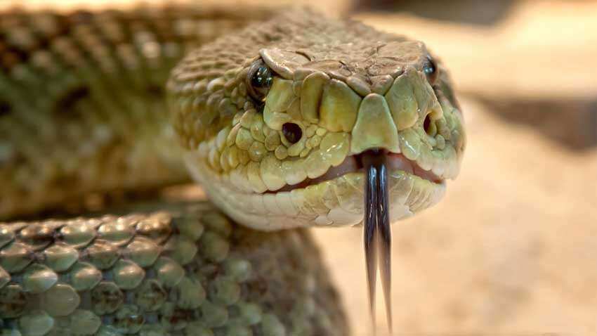 OMG! Snakebite victim's brother visits village for funeral, gets killed by another snake OMG! Snakebite victim's brother visits village for funeral, gets killed by another snake