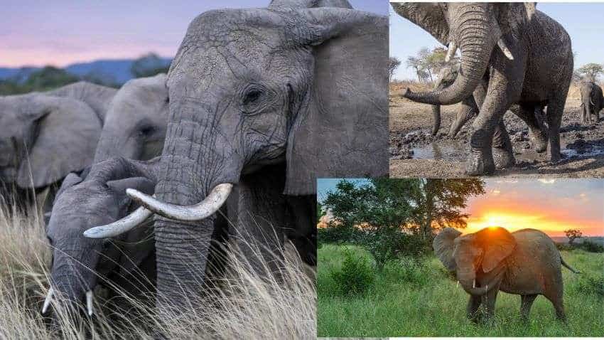 World Elephant Day 2022: Elephants never forget! Interesting FACTS 