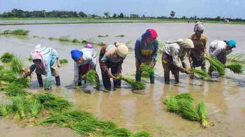 Centre calls meeting to review status of rice procurement on August 30; IMC to hold discussion on rising prices today