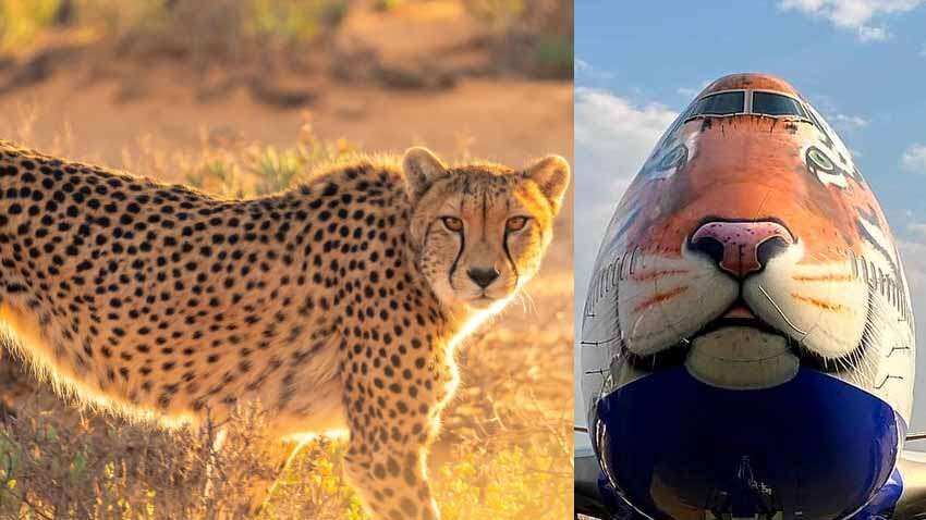 Project Cheetah: PM Narendra Modi to release Namibia cheetahs in MP&#039;s Kuno National Park on his 72nd birthday on Saturday – 10 things to know!
