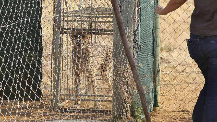 Project Cheetah: All you need to know about Kuno National Park Project Cheetah: All you need to know about Kuno National Park