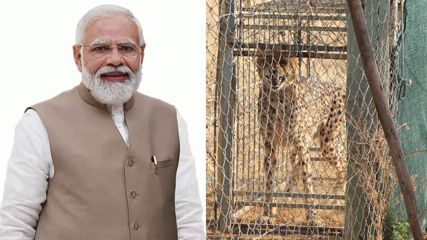 Cheetahs in India from Namibia on PM Modi birthday: FULL SCHEDULE - Release of 8 big cats in MP's Kuno National Park Cheetahs in India from Namibia on PM Modi birthday: FULL SCHEDULE - Release of 8 big cats in MP's Kuno National Park