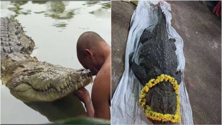 Vegetarian crocodile Babia: 70-year old reptile who lived in Kerala temple pond dies
