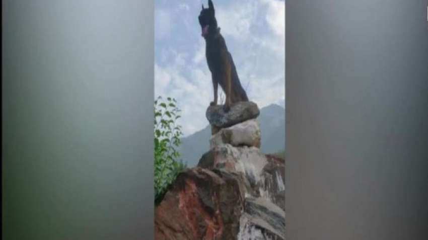 Army&#039;s assault dog Zoom, critically injured during encounter in Anantnag on October 10, passes away