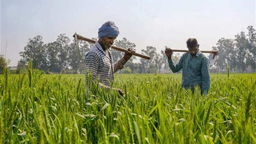 Good news for farmers! Modi govt hikes MSP for wheat, mustard
