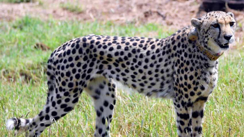 Kuno National Park: Two male cheetahs brought from Namibia hunt their first prey on Indian soil – Details!  