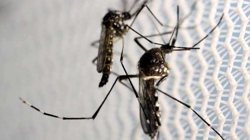 Zika virus in Karnataka: First case confirmed in 5-year-old girl; check symptoms, prevention and vaccine