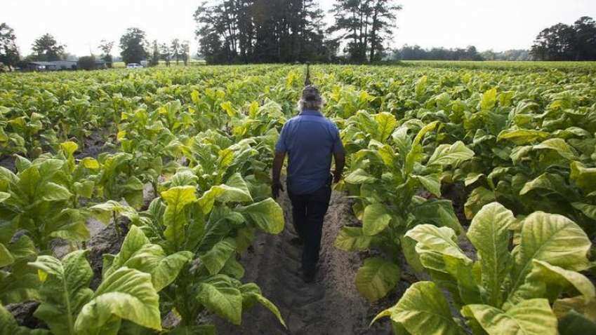 Budget 2023 Expectations: Treat tobacco crop like any other agricultural produce, industry body to FM
