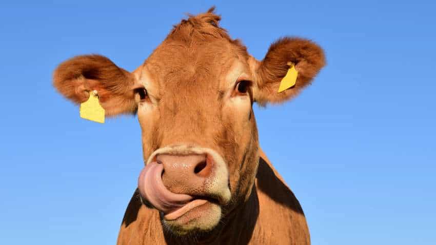 Bovine love on Valentine's Day: Animal welfare body to celebrate February 14 as 'Cow Hug Day', says these are benefits of hugging 'gaumata' Bovine love on Valentine's Day: Animal welfare body to celebrate February 14 as 'Cow Hug Day', says these are benefits of hugging 'gaumata'