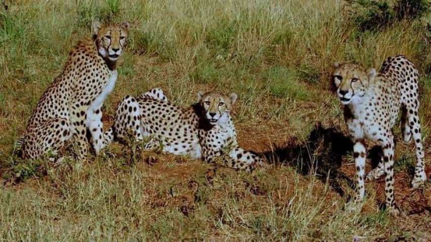 12 cheetahs from South Africa arrive in Gwalior; to be flown to their