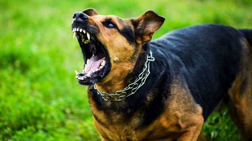 Child mauled to death by stray dogs in Hyderabad, netizens flay dog menace Child mauled to death by stray dogs in Hyderabad, netizens flay dog menace