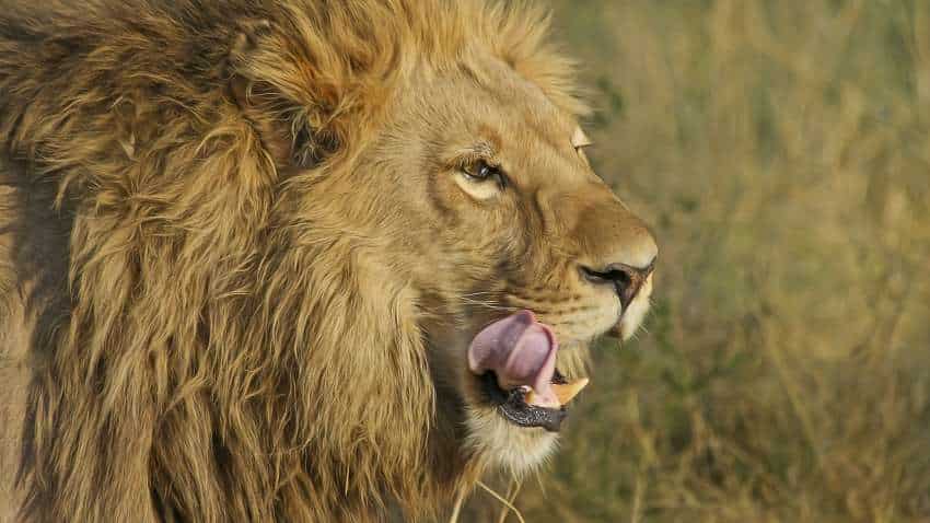 240 lions, 370 leopards died in Gujarat in 2 years: Forest Minister in Assembly