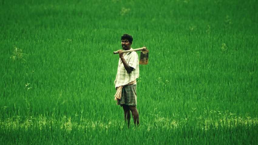 Government allows 5 private firms for cluster farming in 50,000 hectares with Rs 750 crore investment