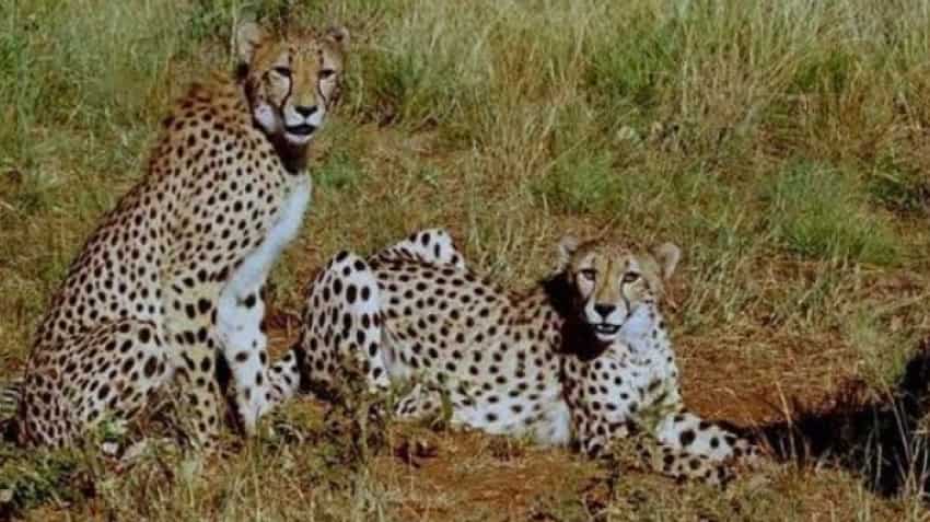 Second cheetah dies at MP&#039;s Kuno, cause yet to be identified