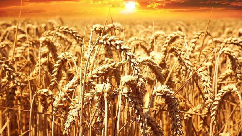 Wheat arrivals in Punjab cross 100 lakh metric tonne